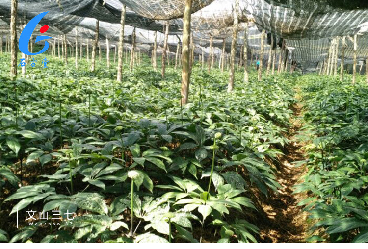 三七花详情页_12