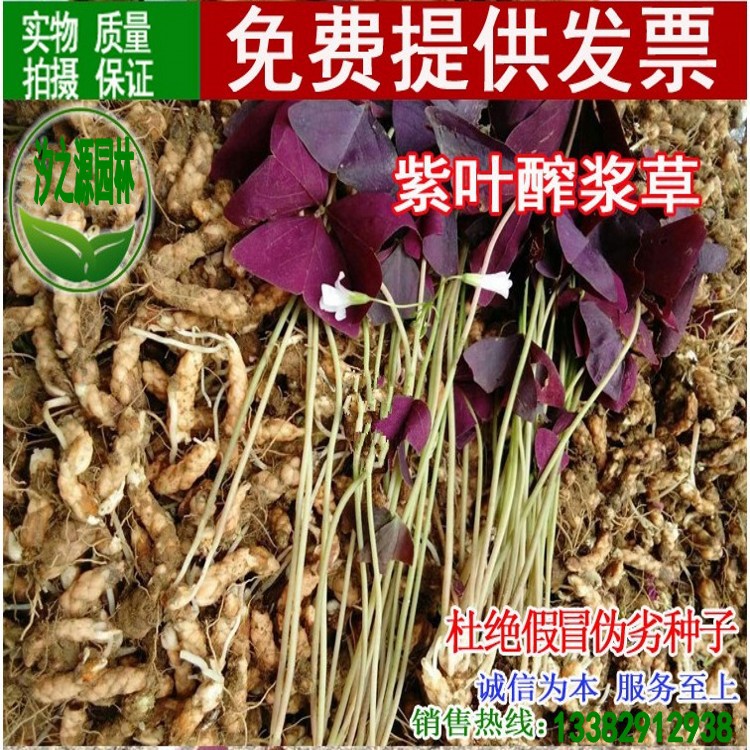 出售紫叶醡浆草紫叶幸运草种球紫蝴蝶三叶草种球紫叶榨浆草种球|ru