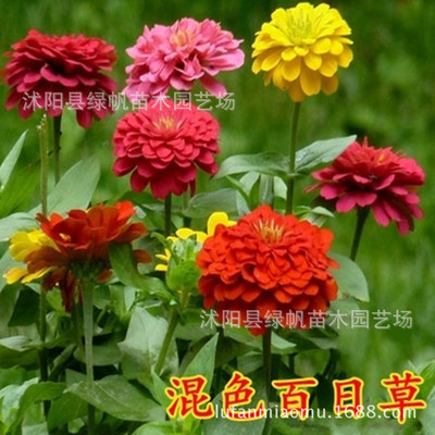 批发百日草种子 百日菊花籽花种 四季室外易活花种子 混色重瓣