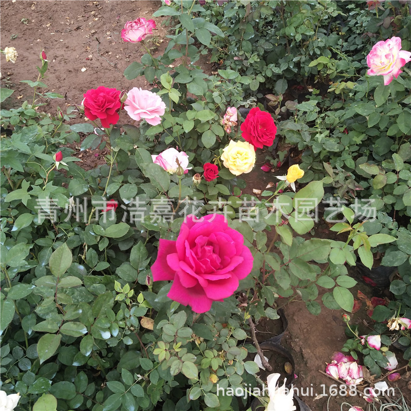 丰花月季青州浩嘉花卉销售大花月季 蔷薇 品种月季 量大从优