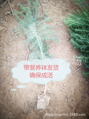 批发雪松苗 四季常青松树苗 园林绿化苗木 带营养杯发货 雪松树苗