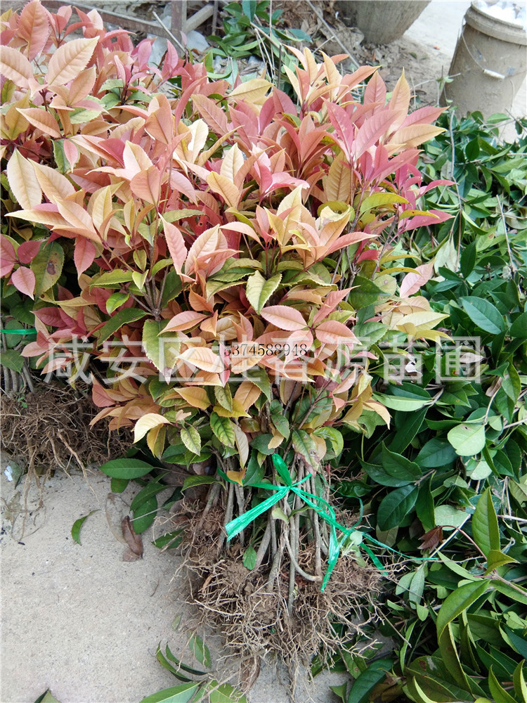 彩叶桂花树 珍珠五彩桂小苗 园林绿化彩化新奇特品种 保证正品|ms