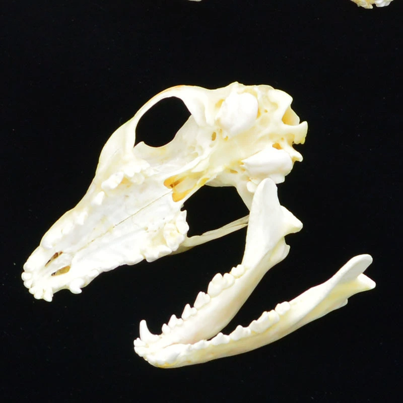 Sample, skeleton, skull model, fox, raccoon