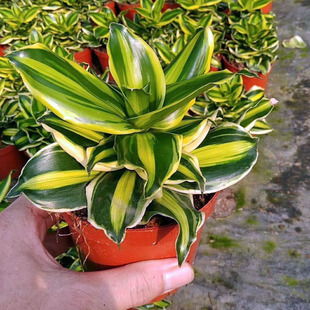 Base Direct Sales (A90) Jinmantang Small Potted Indoor Foliage Plants Green Flower Plants