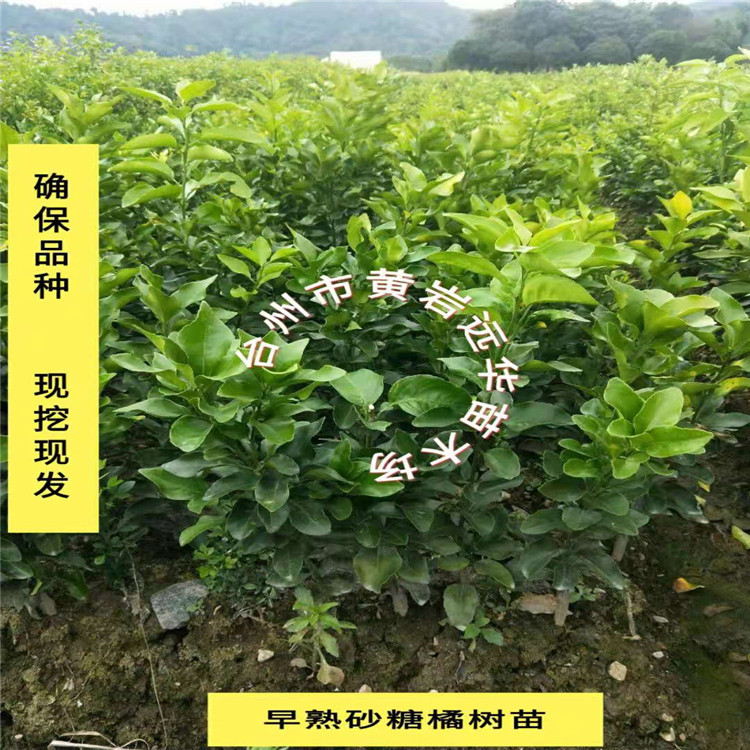 正宗早熟砂糖桔苗果樹苗無核砂糖橘苗黃岩蜜桔橘子苗1年當年結果