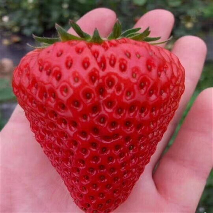 巧克力草莓苗 咖啡草莓 口感香甜 色泽浓艳 新品种草莓苗
