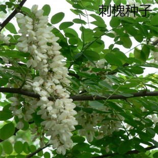 ɢ�b�̻��N�Ӱ׻��̻����㻨�����뻱���۷���ۻ������|���N��