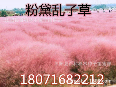 网红粉黛乱子草种子 毛芒乱子草种子乱子草 多年生粉黛乱子草杯苗|ru