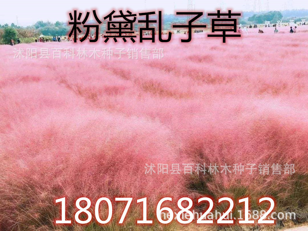 网红粉黛乱子草种子 毛芒乱子草种子乱子草 多年生粉黛乱子草杯苗|ru