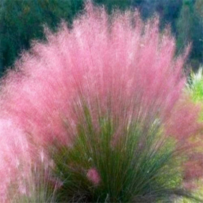 粉黛乱子草花种子 四季种易活 开花不断 室外花子种子 包邮 四季|ms