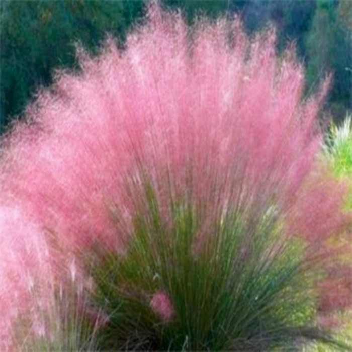 粉黛乱子草花种子 四季种易活 开花不断 室外花子种子 包邮 四季|ms