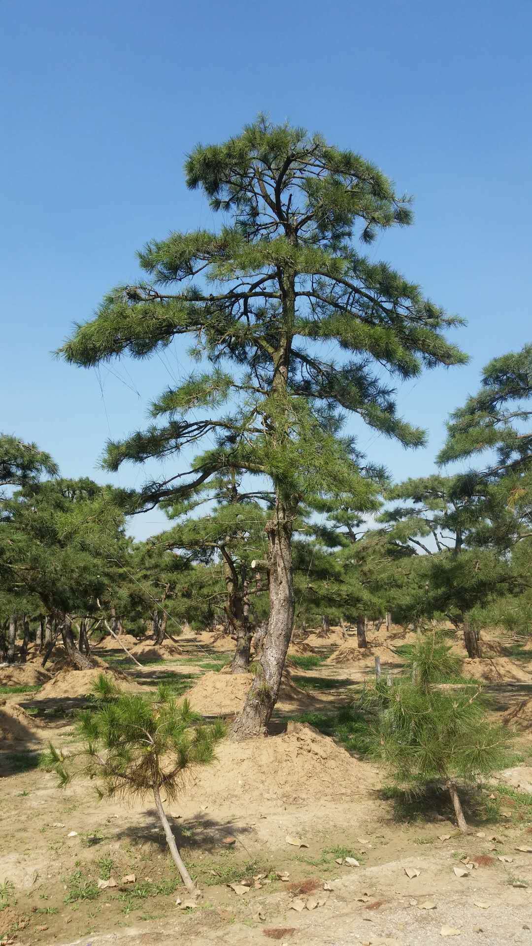 造型松景观油松,造型油松景观松,造型松景观黑松_文秘苑图库