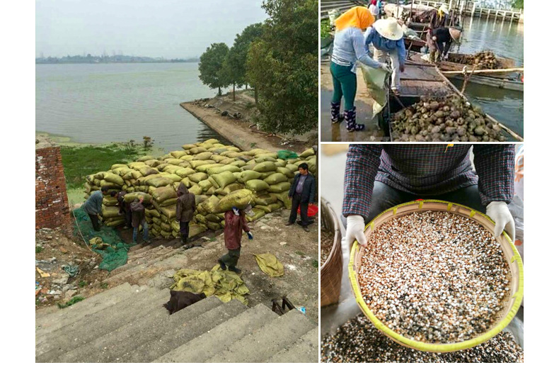 Dried Red Skin Gorgon Fruit Qian Shi 500g Whole Euryale Seeds for Cooking and Congee overview