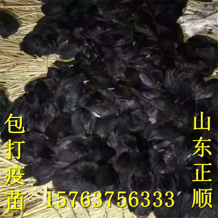山东正顺孵化场 15763756333