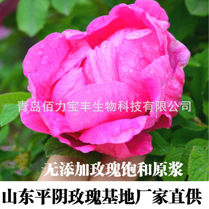 基地直供平阴玫瑰鲜花饱和纯露 未提精油补水保湿去黄玫瑰露|ms