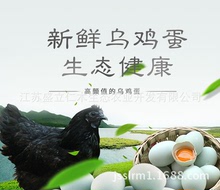 绿壳鸡蛋 生态散养五黑鸡蛋价格 绿色营养食品 乌鸡蛋批发