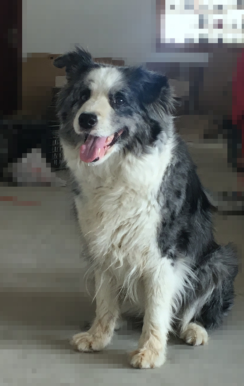 龙泉的天气真是能热死狗,,刚过立夏,白天最高温度就蹭蹭跳到37,36,连我家呆狗舌头都开始流汗...