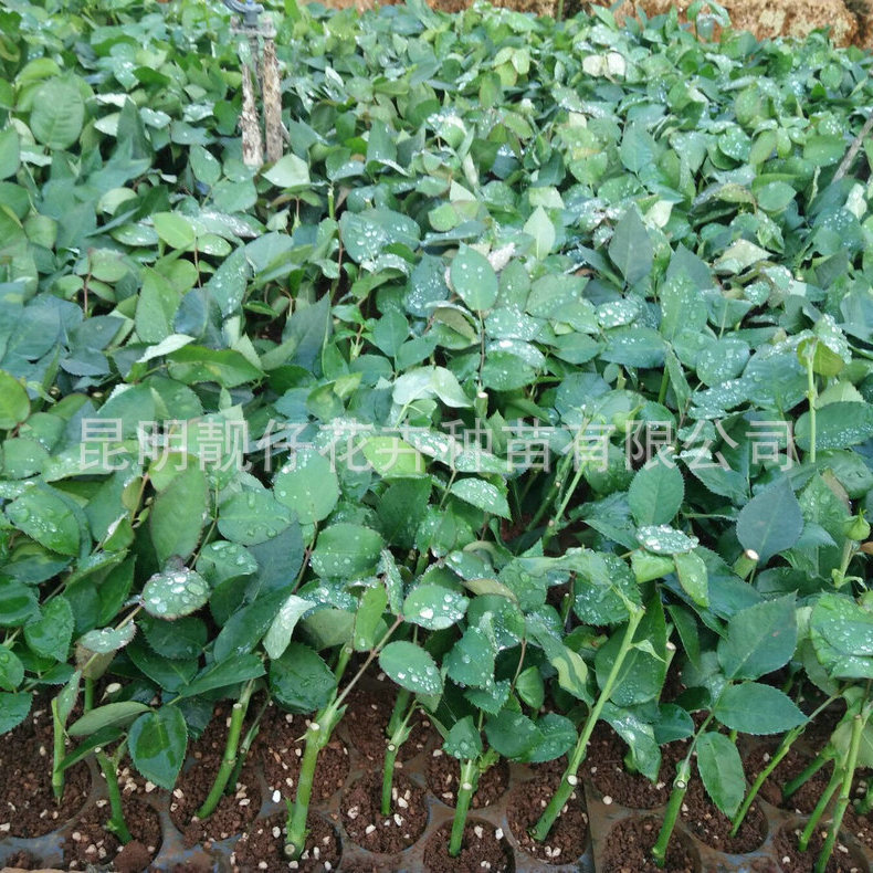 B3B4436EF4F2313B983D695FF97D6E