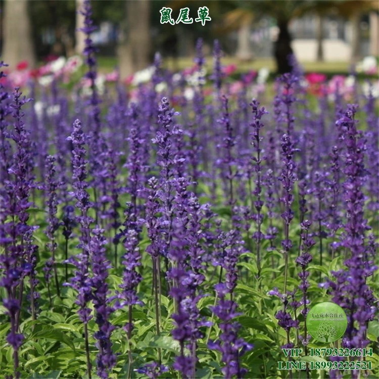 Sage Iwami wear Ratoon winter Flower engineering gardens green courtyard Spring and autumn wholesale