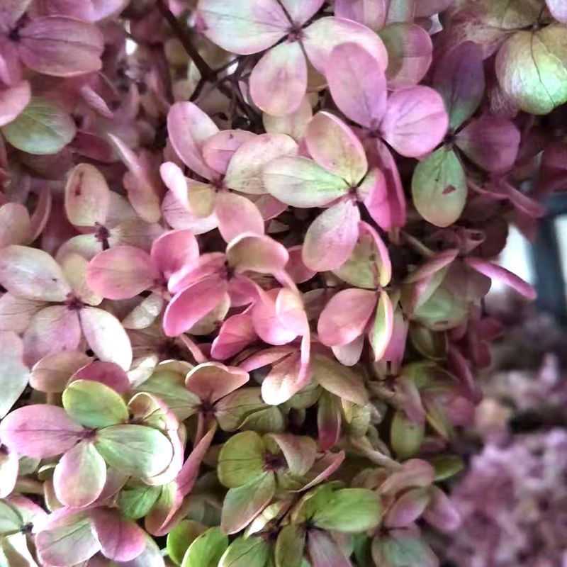 微信图片_20181126141527_副本