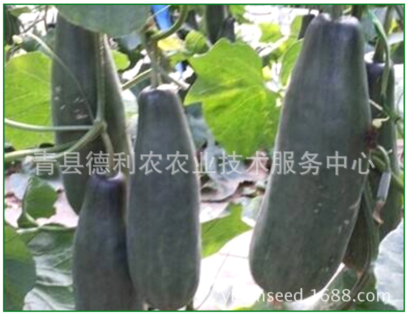 黑皮棱子酥种植,种植,大棚蔬菜种植(第13页)_大山谷图库