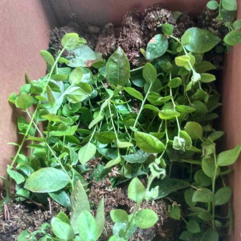 2D2911015A88D98A445CDEDC9A1DFB