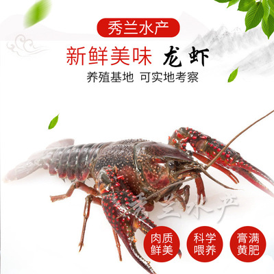 Home Fishing pond supply goods in stock Crayfish fresh  Fresh Crayfish Specifications Crayfish breed Fresh Aquatic products