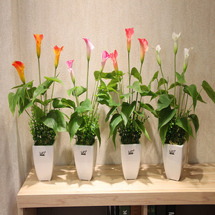 ��ɫ�R��ɏ�N�� ��ѿ�l؛ �R��ɏ�� �������� �����_�� �|�����C