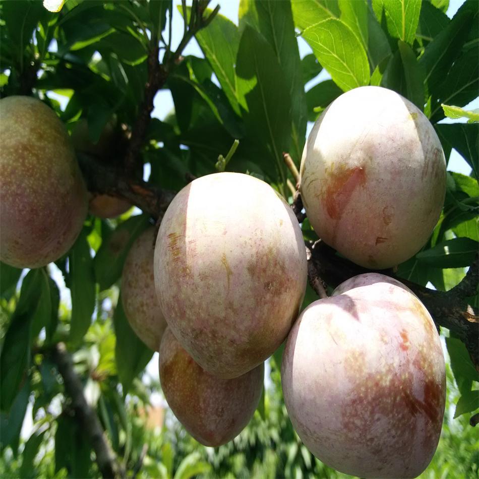 2020年6月正宗金庭桃形李預訂開始壹件可發