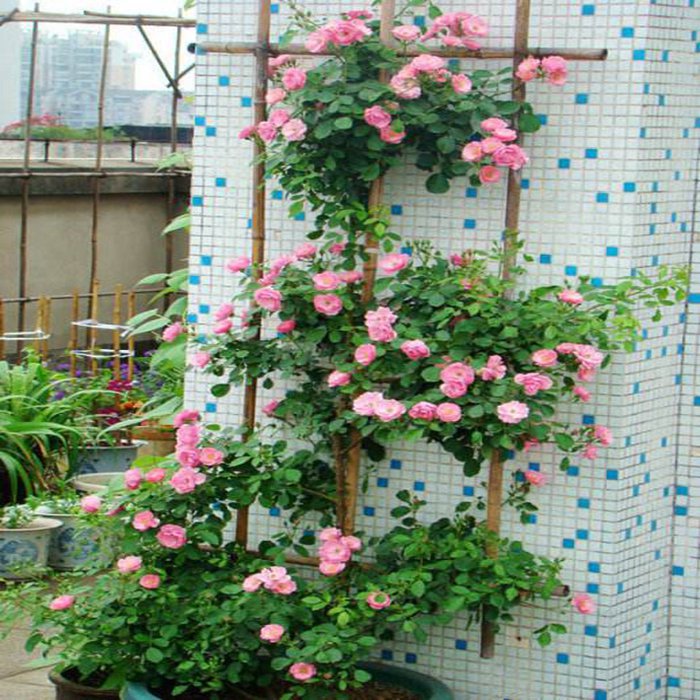 大苗藤本月季蔷薇苗庭院爬藤植物绿植花卉大游行花苗蔷薇大苗 阿里巴巴