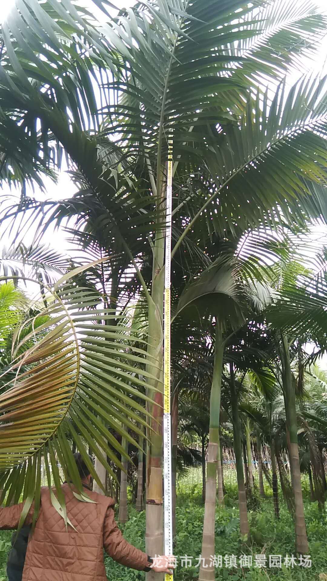 假槟榔