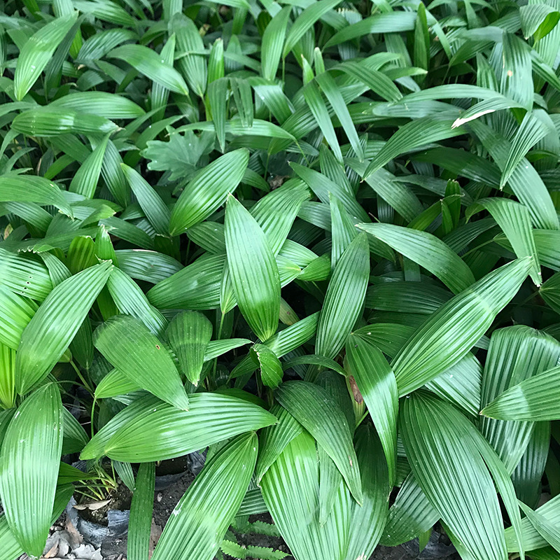 蒲葵 園林景觀四川成都綠化花卉苗木花木 棕榈 小蒲葵 130杯