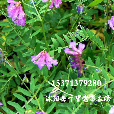 wholesale Alfalfa Vetch seed Vetch high quality animal Field green manure green Discount