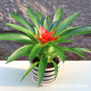 小红星批发鸿运当头盆栽凤梨花四季开花卉鸿运当头吉祥室内植物-阿里巴巴