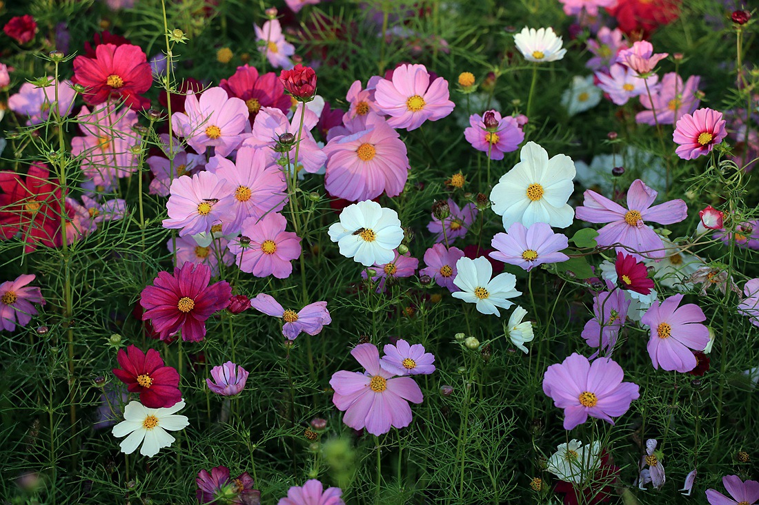 矮杆混色波斯菊