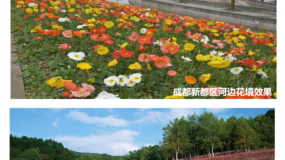 花种详情6_11
