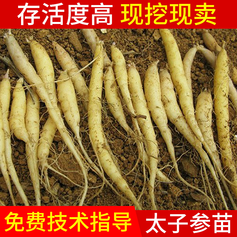 wholesale Radix Pseudostellariae Seedlings Chinese herbal medicine seedling Ginseng seed Survival Sapling Codonopsis lanceolata plant