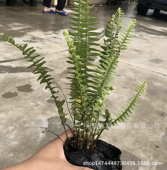 [Базовые прямые волосы] Ребристая трава 7 кг Мешок лиственных растений Двор Парк Сад Цветок Зеркало Листва Зеленые растения