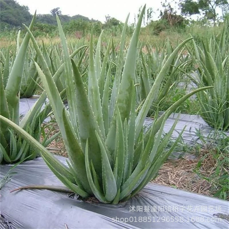 Американское алоэ вера Комнатные растения Красота Комнатные цветы Саженцы алоэ вера Свежий Натто Растения алоэ вера Комнатные растения