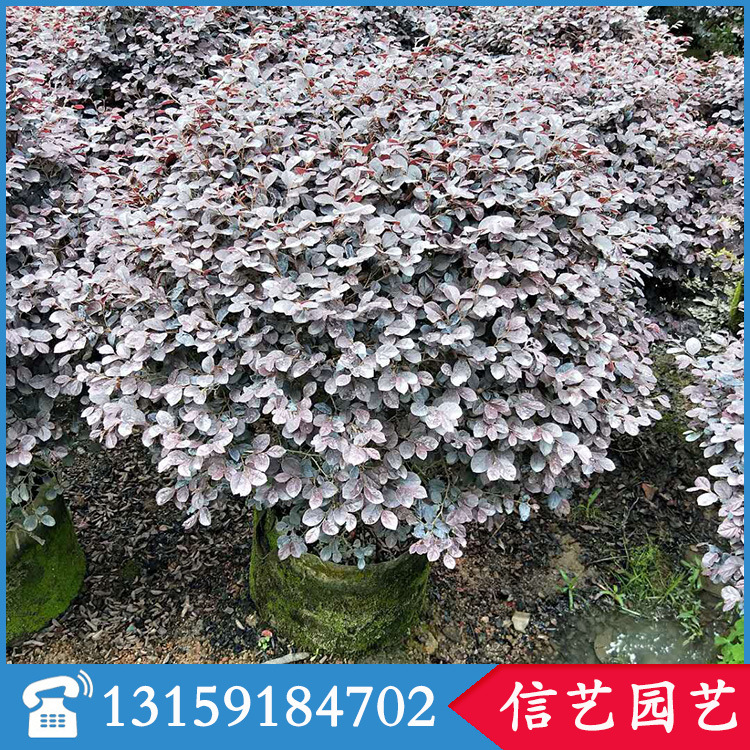 红花继木1米到1.5米价格标100到350-(2).jpg