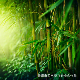 批发竹子苗青竹苗黄金竹早园竹庭院观赏植物四季常青-阿里巴巴