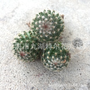 ����С���F�� �R�D�_ ������ �`���ȴ���ֱ�۸��NС������