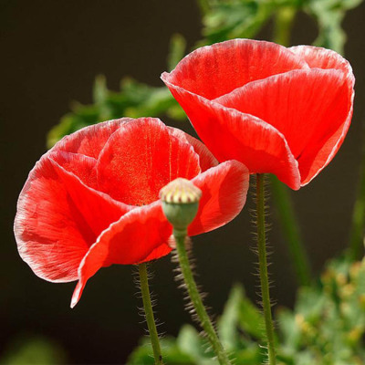 Iceland east Poppy Flower seed wholesale Scenery green engineering Flower Sea Flowering plants Seeds