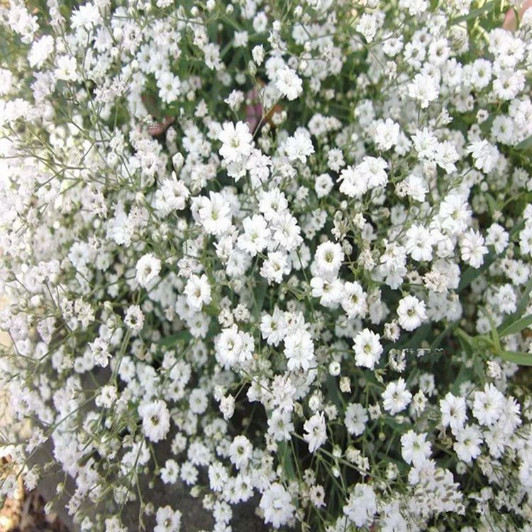 Четыре сезона посева цветов Xiagra, семена Гипсофилы, балкон, двор, полные сорта цветов в горшках