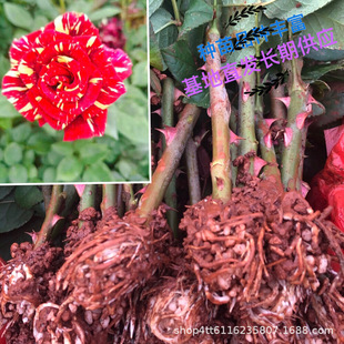 Юньнанская база прямая продажа цветочного метеорического душа красочный цвет сеянчиц с четырьмя сезонами цветущие розовые саженцы многопользователь