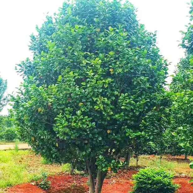 基地直售 苗圃种植茶花球 丛生茶花 大小规格 茶花苗木批发