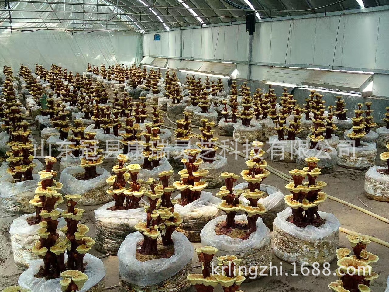 山东灵芝盆景价格 灵芝盆景厂家 冠县灵芝盆景基地批发灵芝菌种苗-阿里巴巴