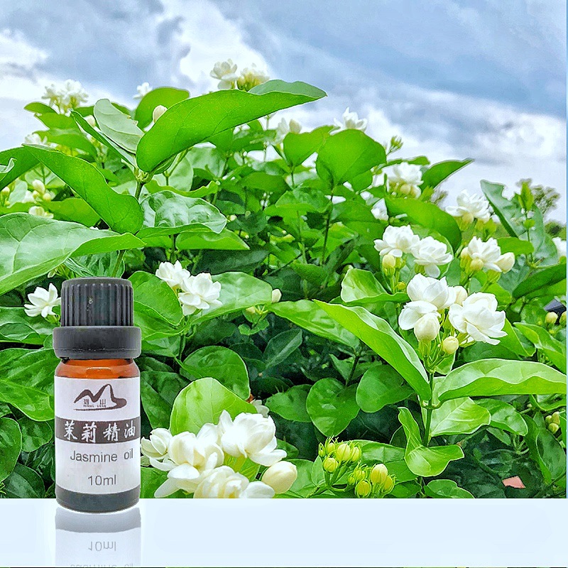 廣西橫縣頭道茉莉鮮花水蒸氣蒸餾提取單方純茉莉精油