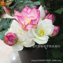菜芙蓉花 菜芙蓉花品牌 图片 价格 菜芙蓉花批发 阿里巴巴