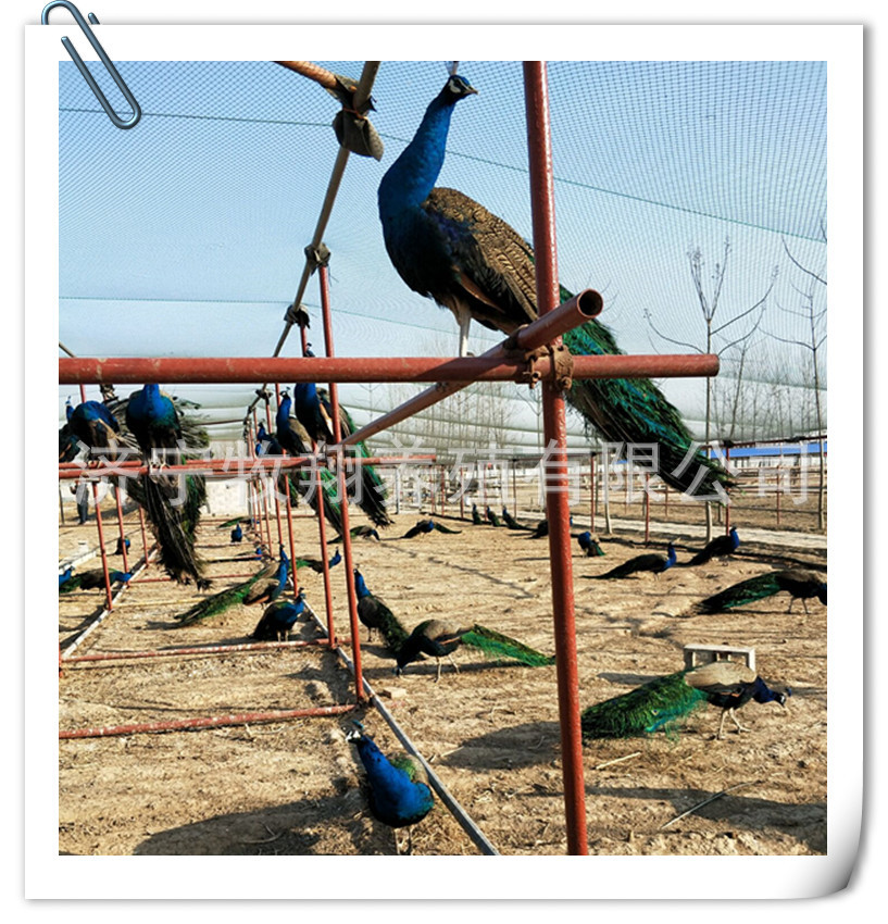 一只成年蓝孔雀多少钱 活体商品孔雀哪里有卖的 孔雀苗活体多少钱